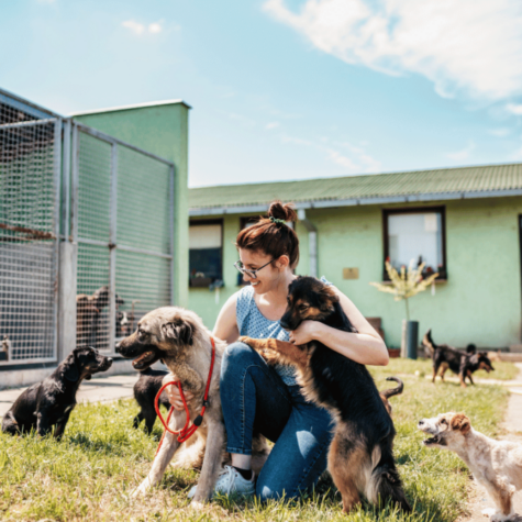 Animal Impact Digital Marketing