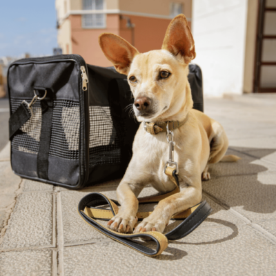 Animal Non-Profit Marketing Animal Non-Profit Marketing